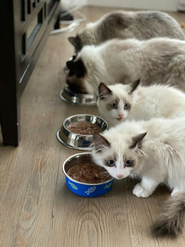 Top 5 Cat Food Brands to Consider in 2023
