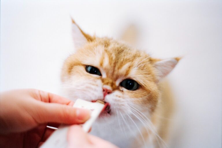 Understanding Cat Food Labels: What to Look For
