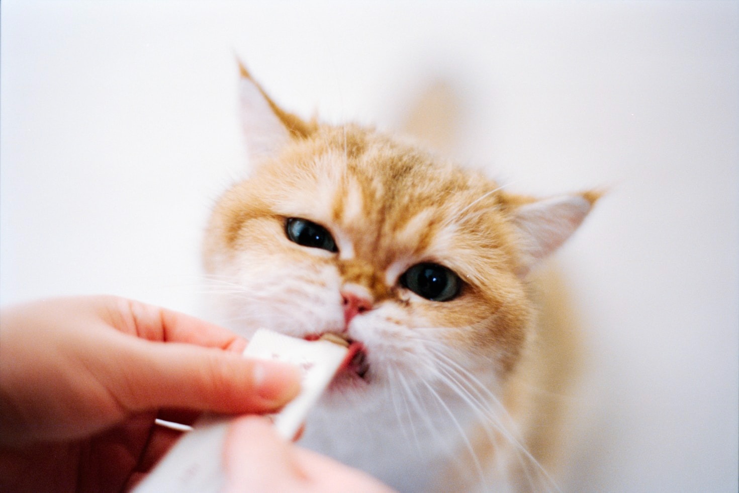 Understanding Cat Food Labels: What to Look For