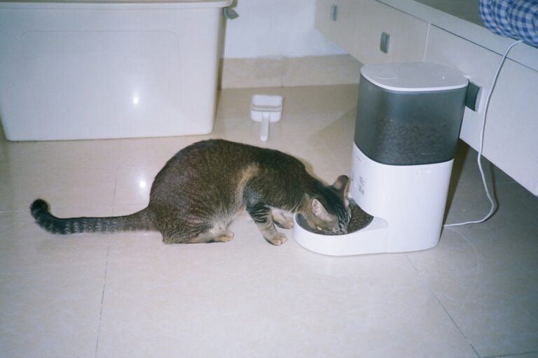 Are Grain-Free Diets Really Better for Cats?