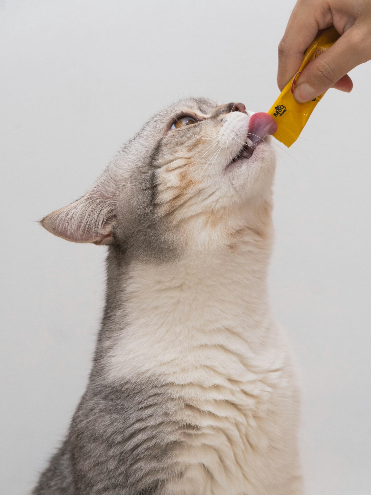 Affordable and Healthy: Budget-Friendly Cat Food Options