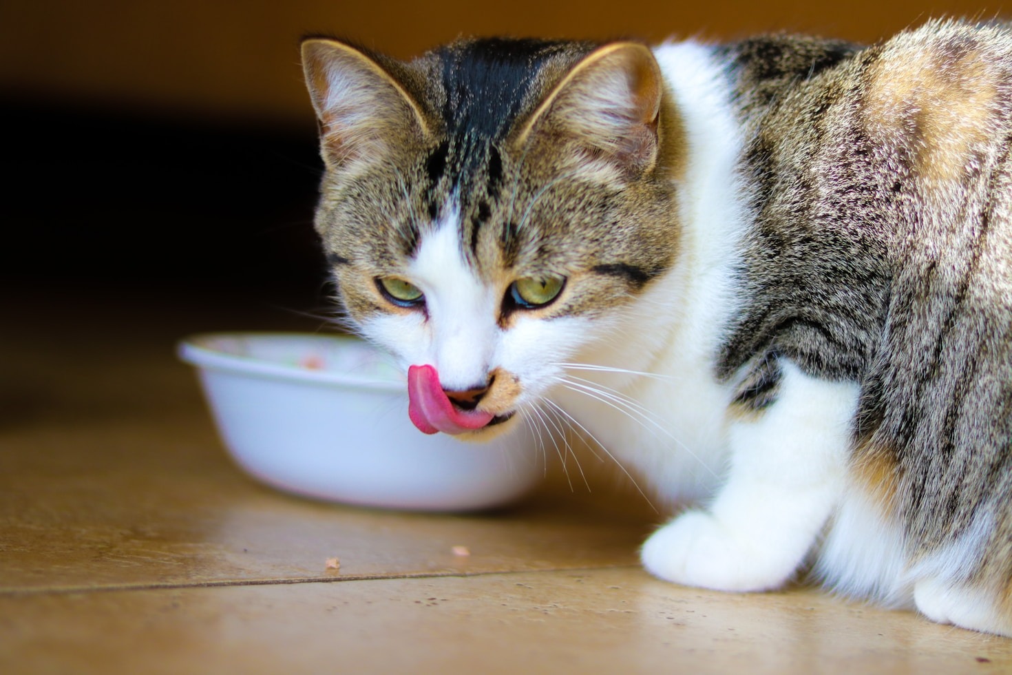 The Importance of Proper Nutrition in Feline Health