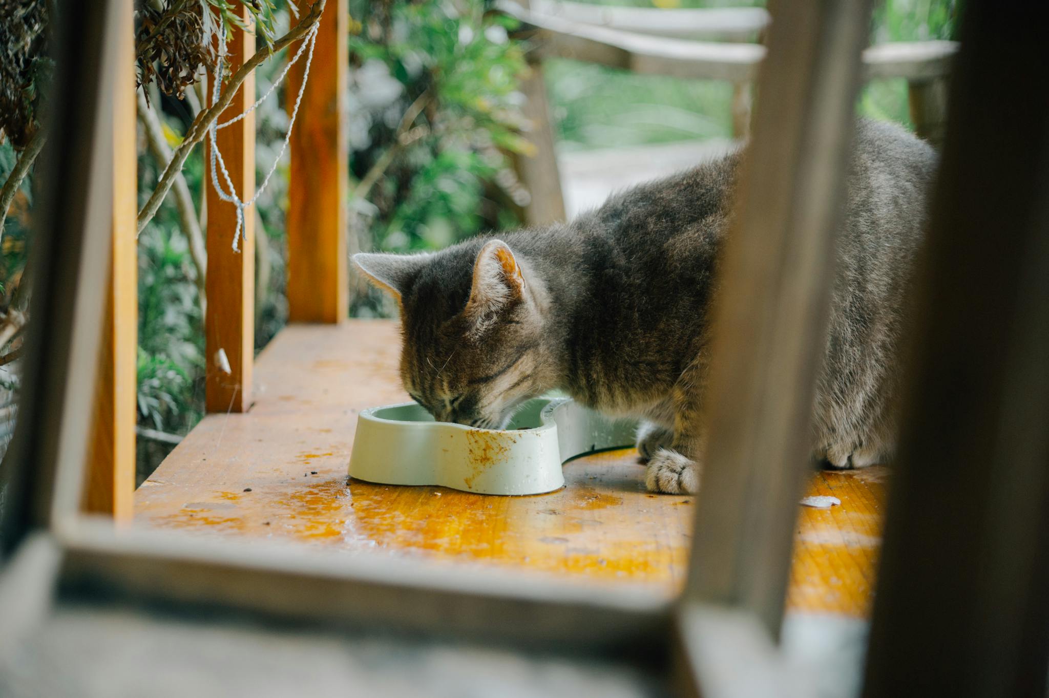 A gray tabby cat enjoys a meal from a bowl outdoors on a wooden table.