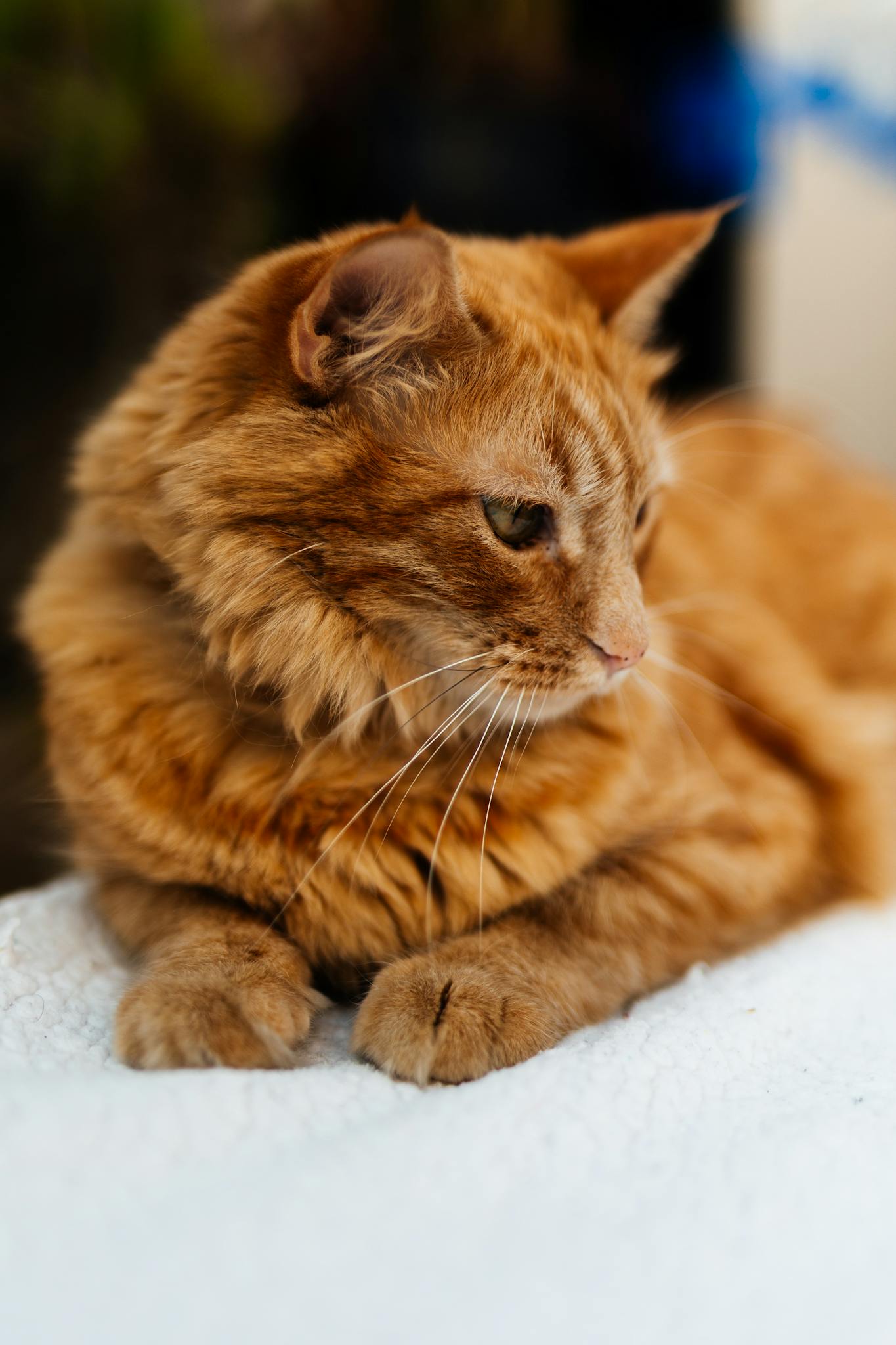 Beautiful ginger cat resting indoors on a soft surface, looking pensive.