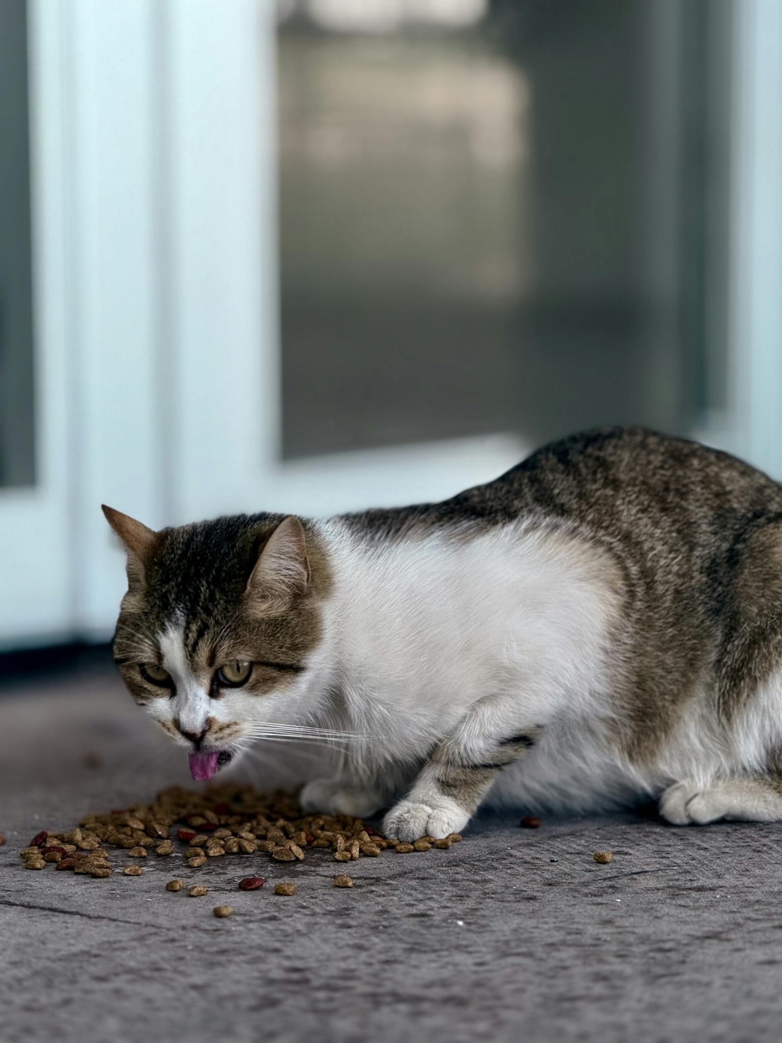 Close-up of a domestic cat eating dry pet food outdoors with a blurred background.