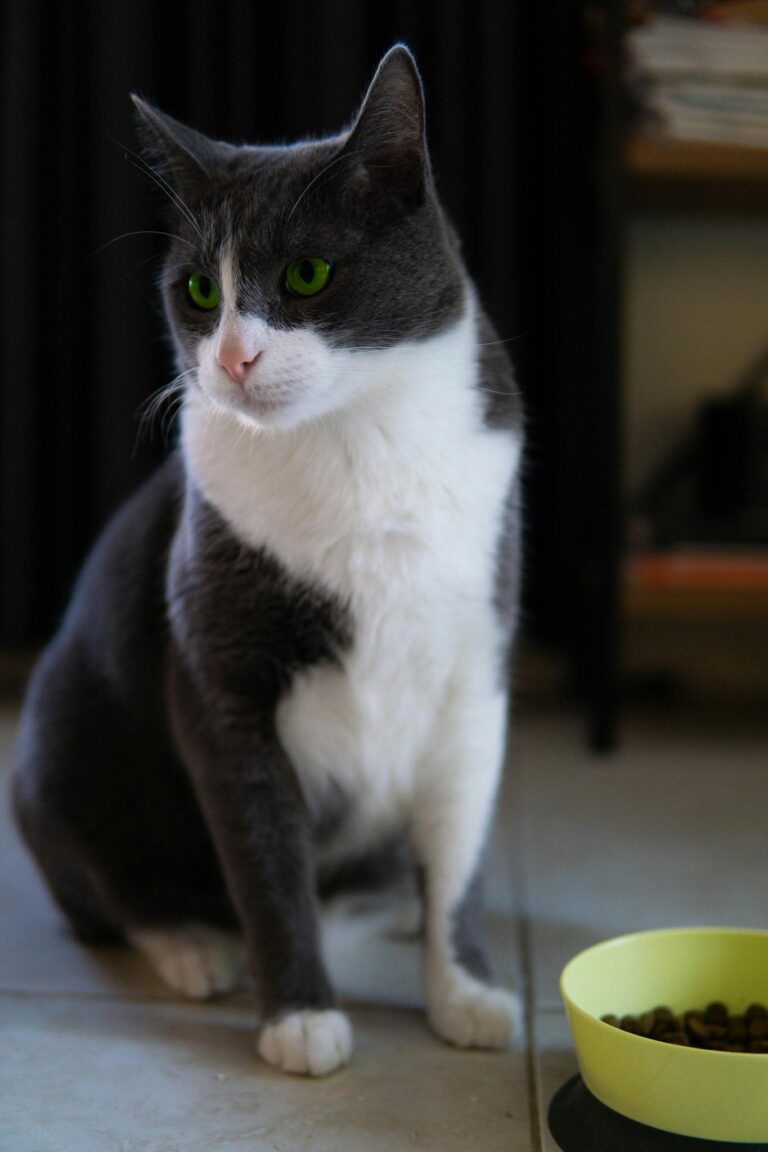 Cute domestic cat with bright green eyes sitting beside a yellow food bowl indoors.