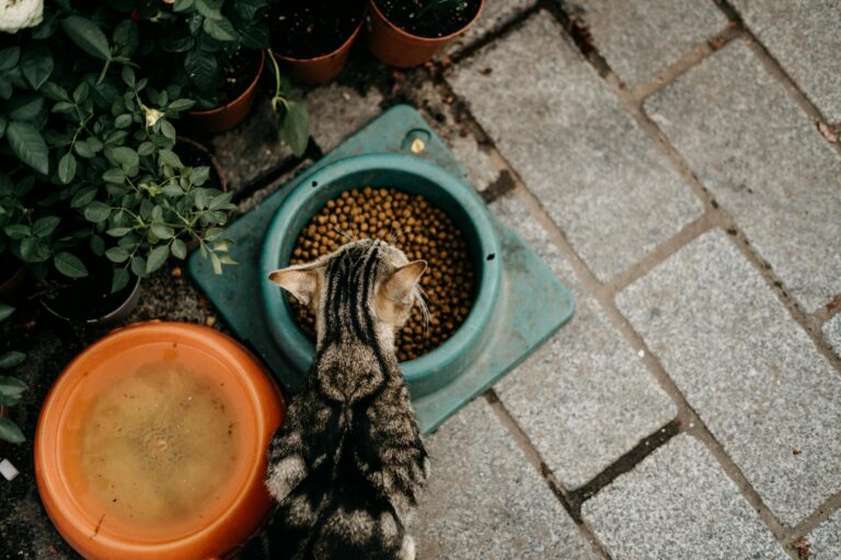 Overhead view of a tabby cat eating dry food next to potted plants.
