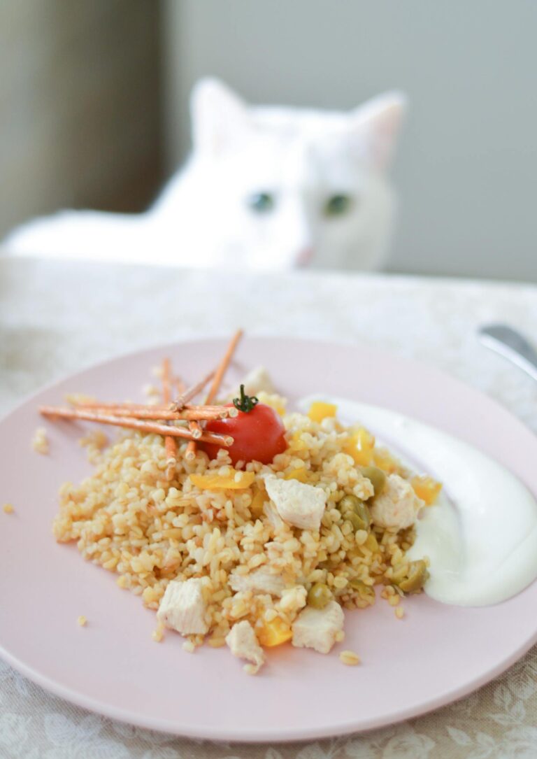 White cat watching a plate with chicken and rice served with yogurt.